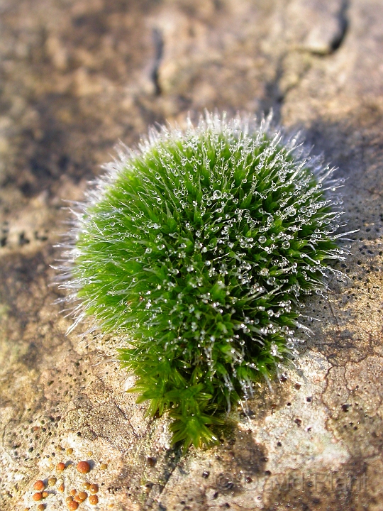Unknown moss2.jpg - Unidentified moss - Somerset